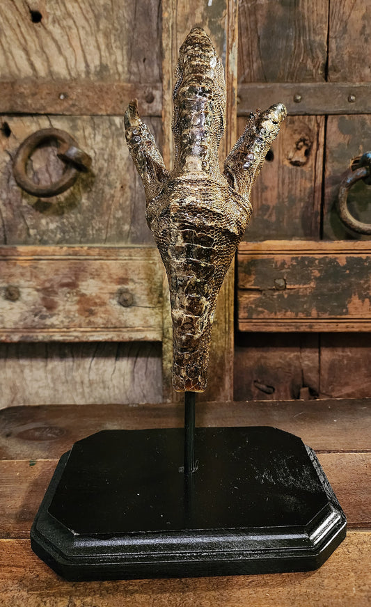 Large, Authentic Emu Foot Display