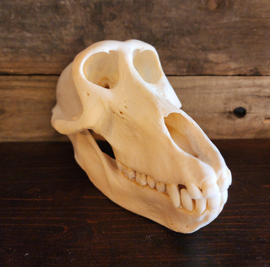 Authentic Baboon Skull