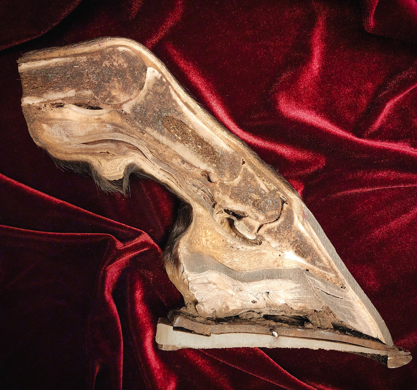 Anatomical Dissection Horse Hoof and Leg