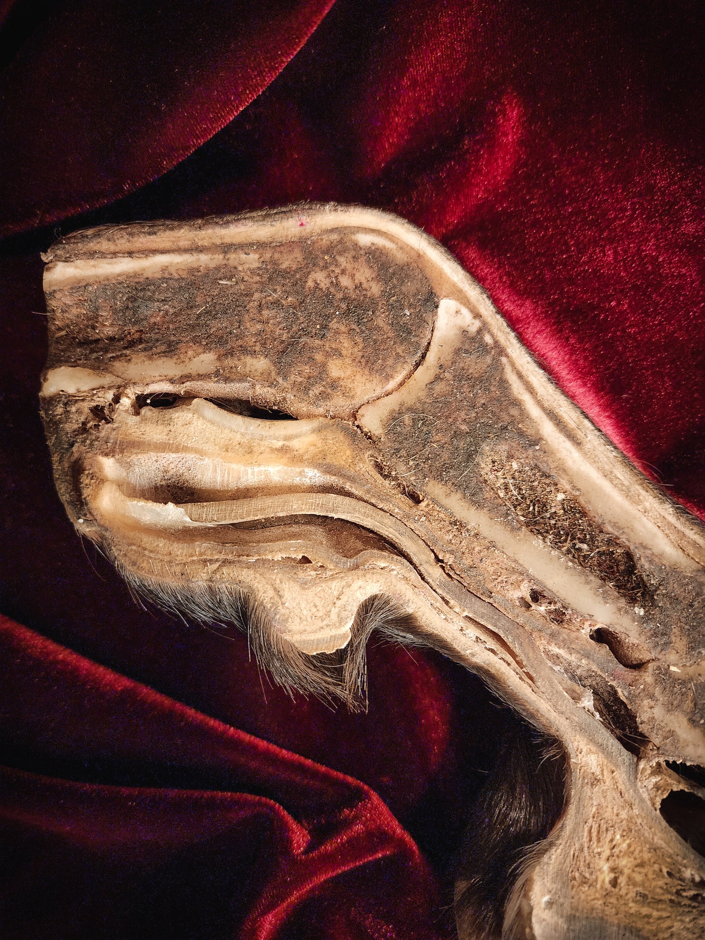 Anatomical Dissection Horse Hoof and Leg