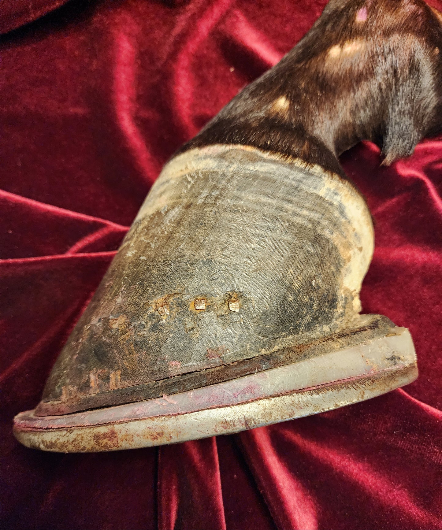 Anatomical Dissection Horse Hoof and Leg