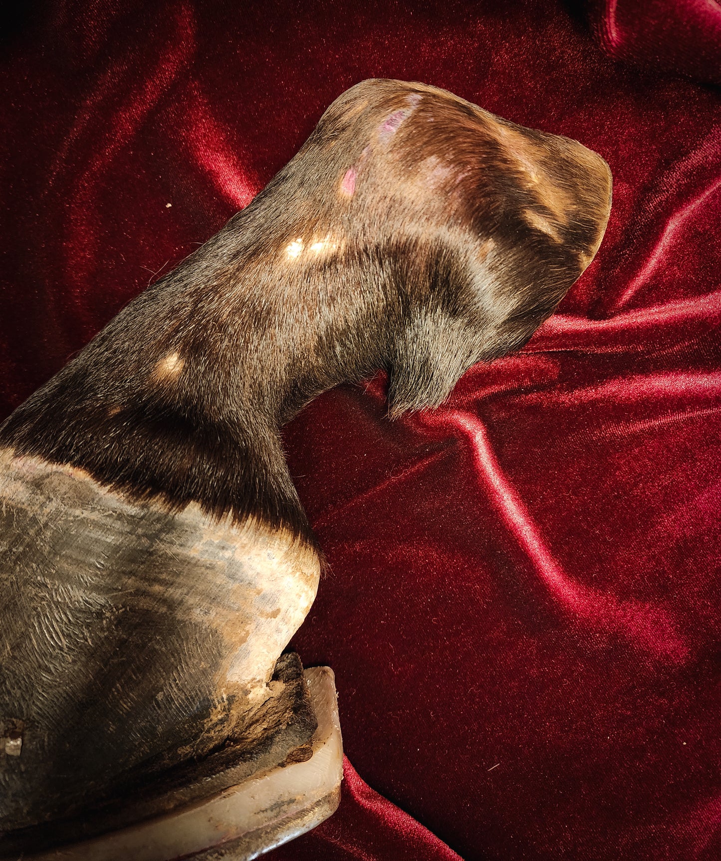 Anatomical Dissection Horse Hoof and Leg