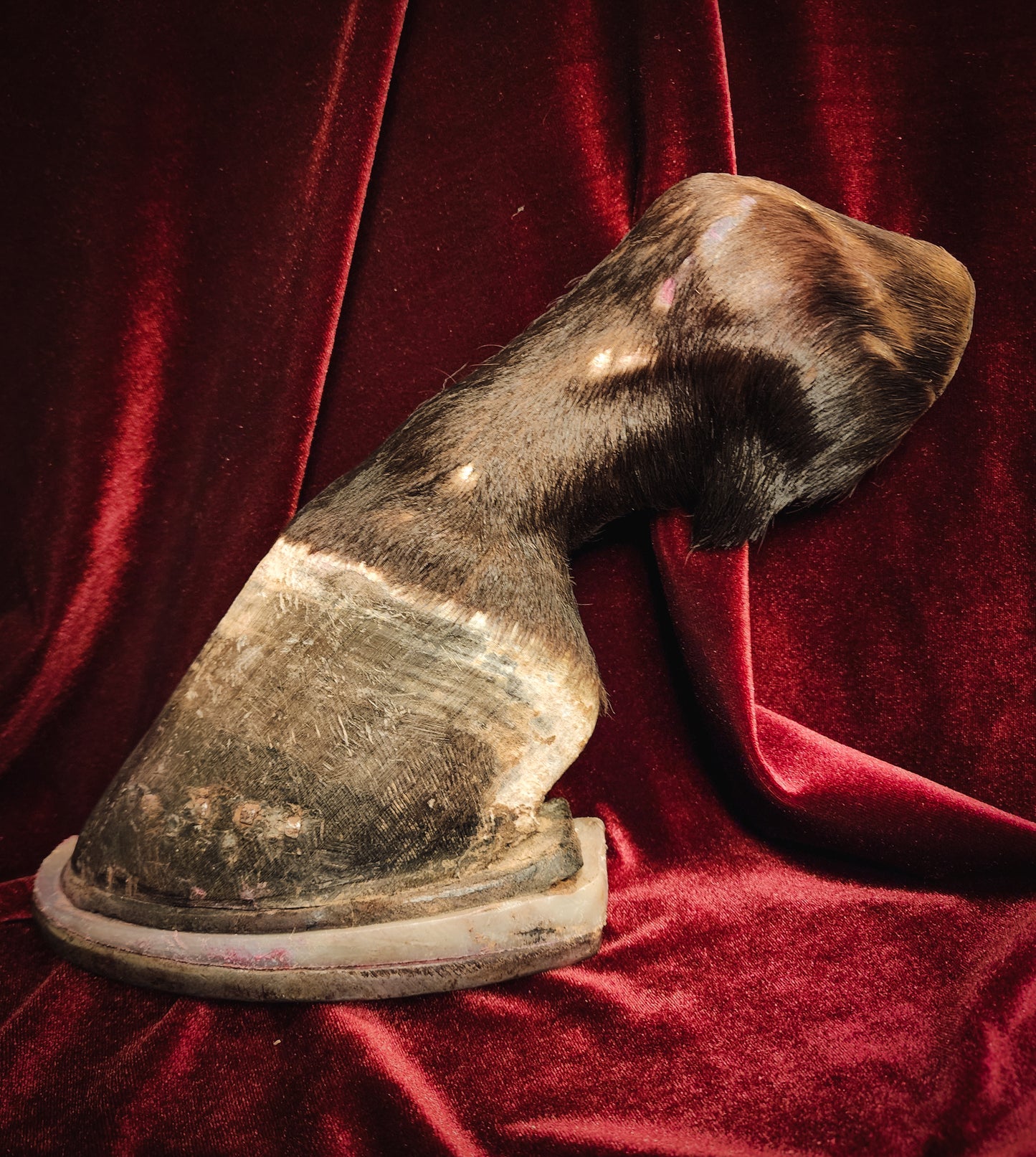 Anatomical Dissection Horse Hoof and Leg