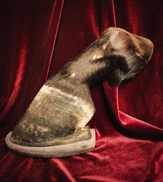 Anatomical Dissection Horse Hoof and Leg