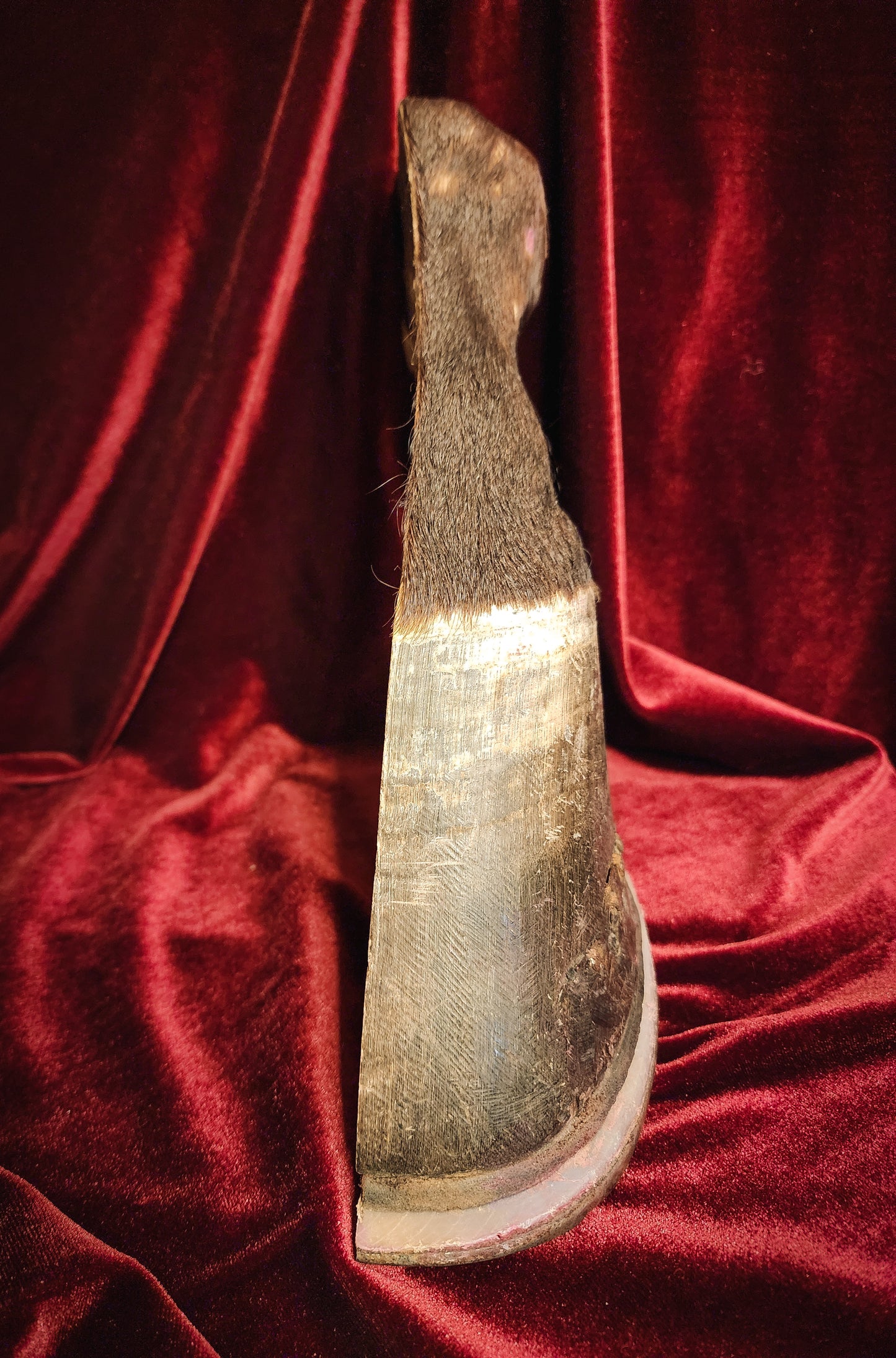 Anatomical Dissection Horse Hoof and Leg