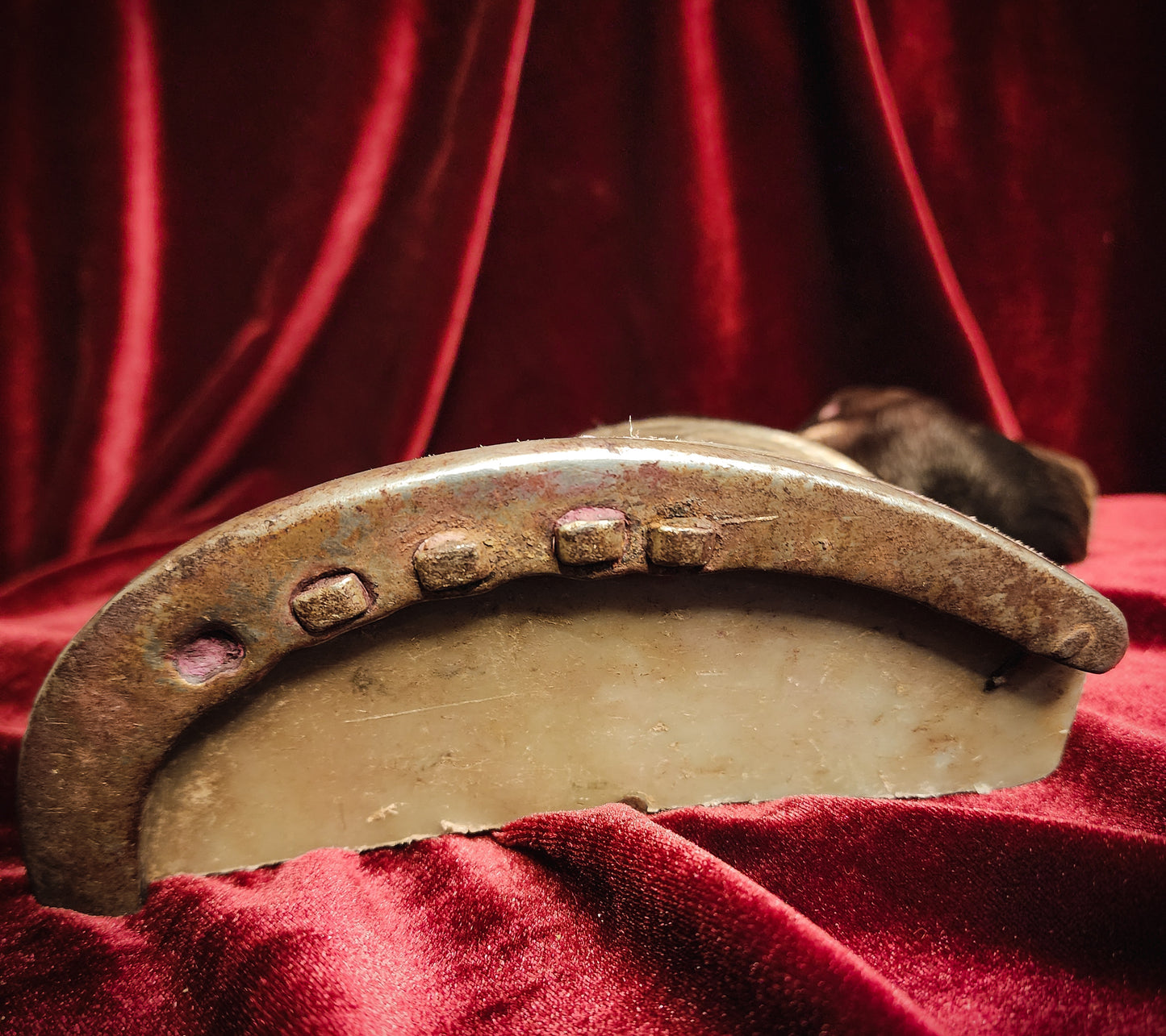 Anatomical Dissection Horse Hoof and Leg