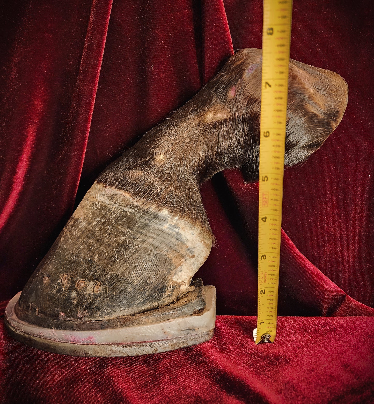 Anatomical Dissection Horse Hoof and Leg