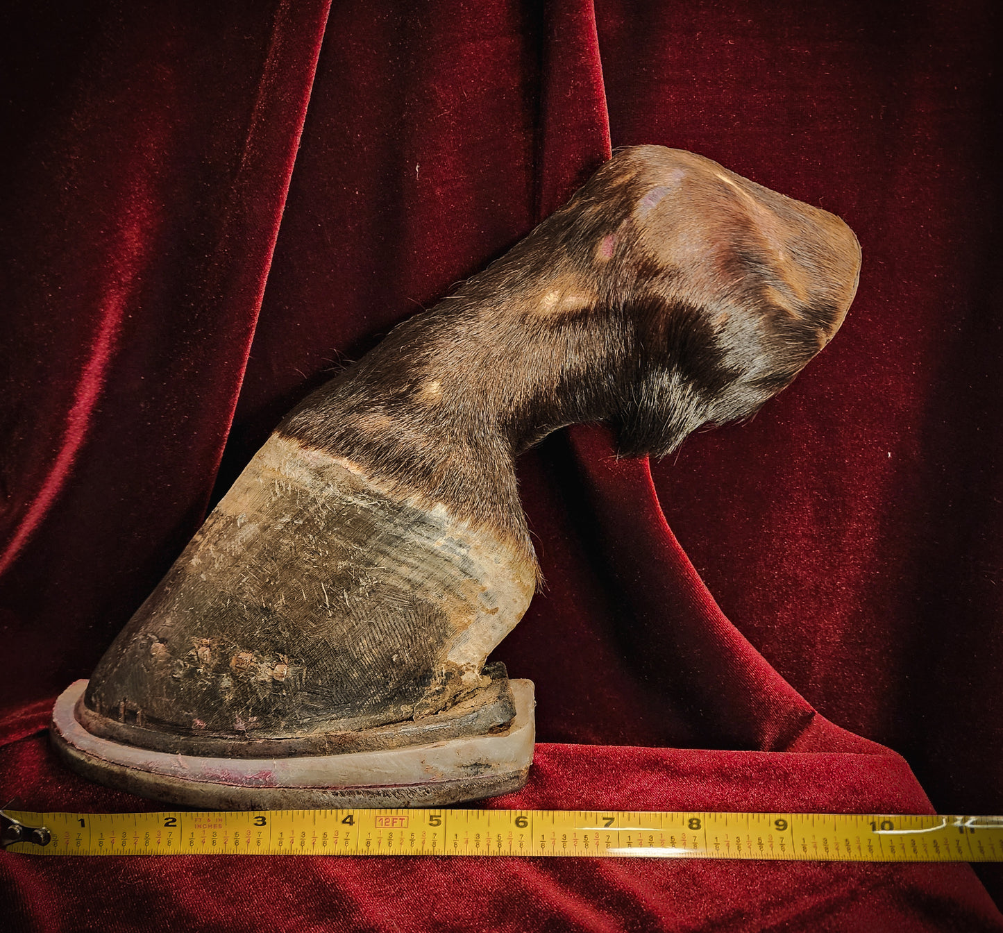 Anatomical Dissection Horse Hoof and Leg