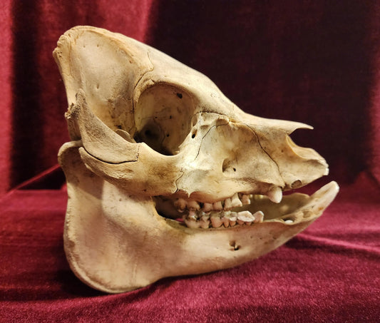 Baby Hog Skull