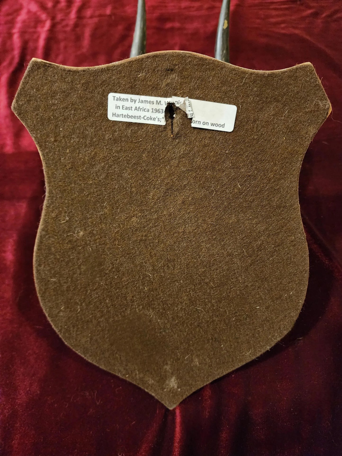 Vintage Hartebeest Horns