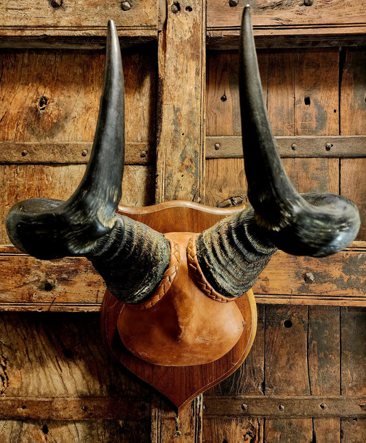 Vintage Hartebeest Horns