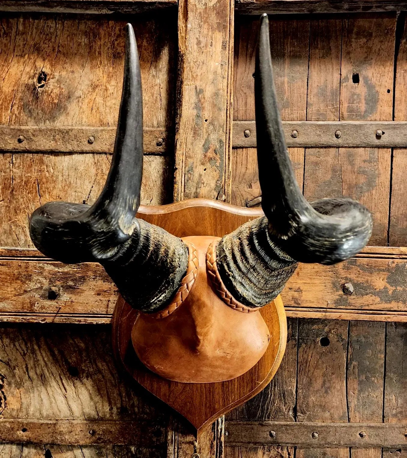 Vintage Hartebeest Horns