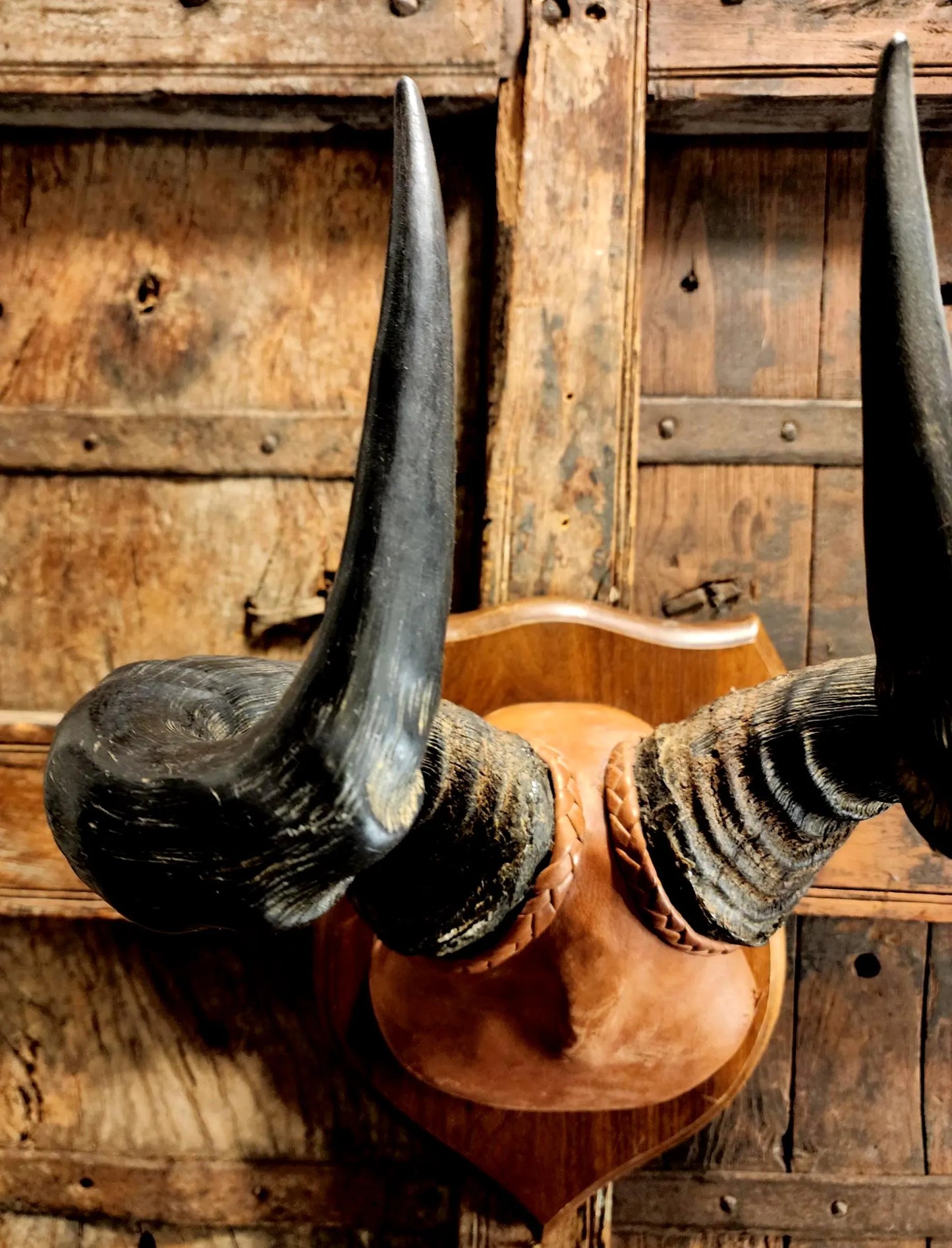 Vintage Hartebeest Horns