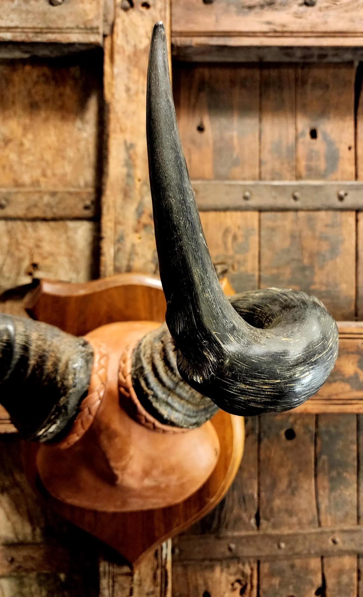 Vintage Hartebeest Horns