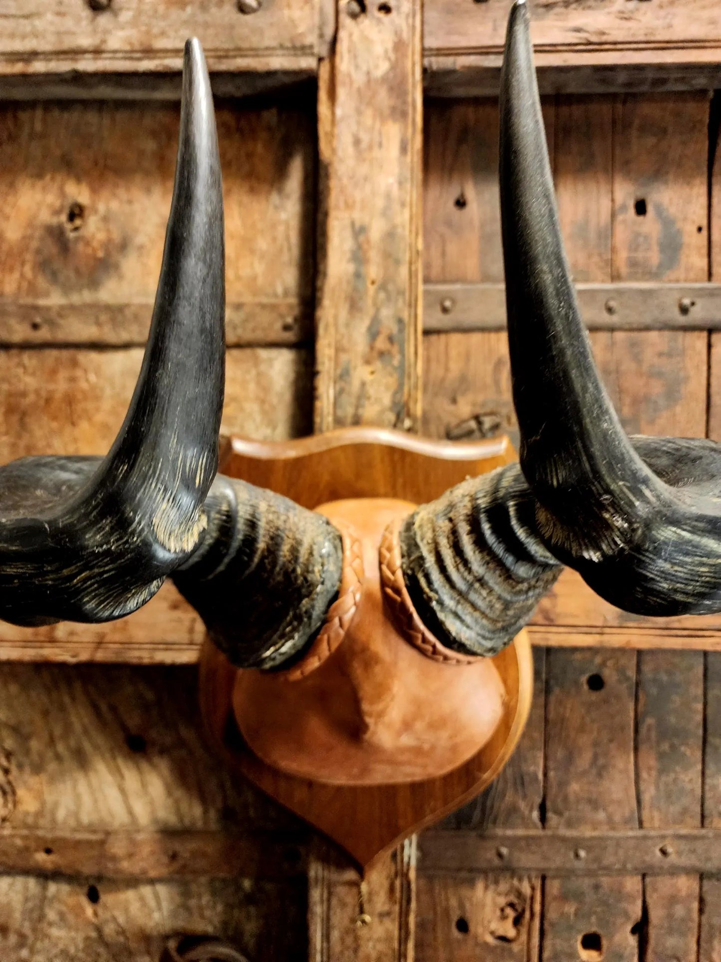 Vintage Hartebeest Horns