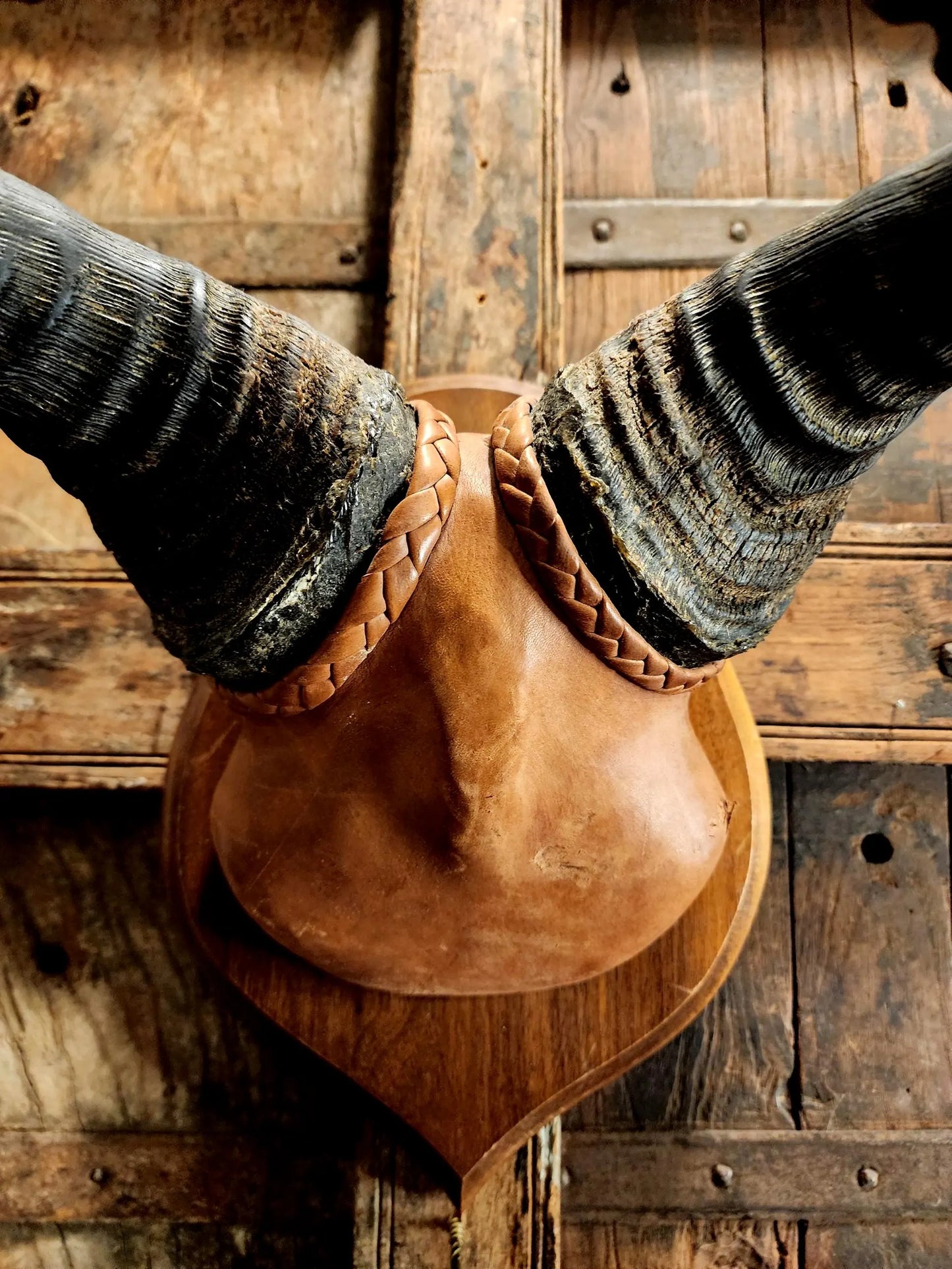 Vintage Hartebeest Horns