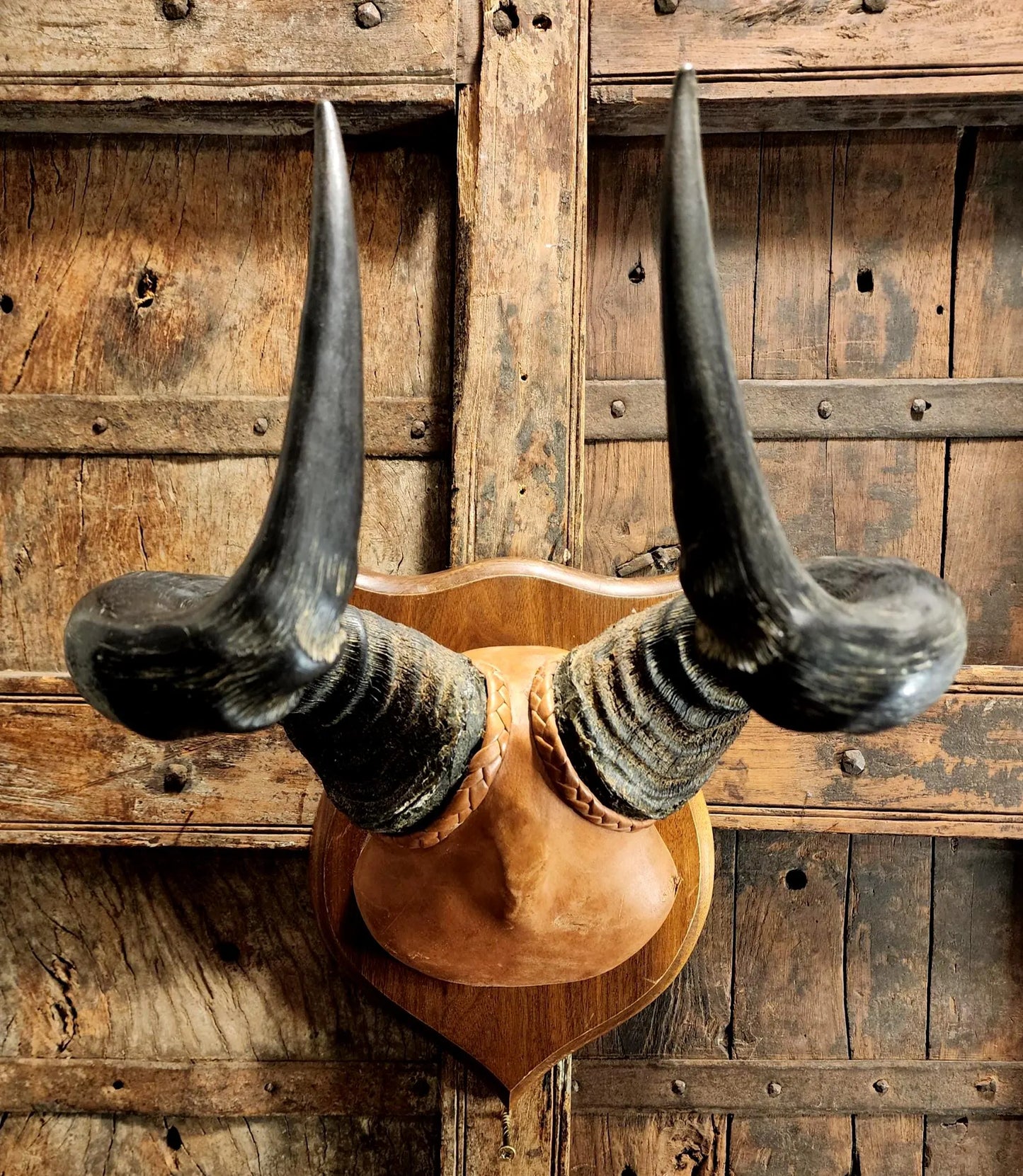 Vintage Hartebeest Horns