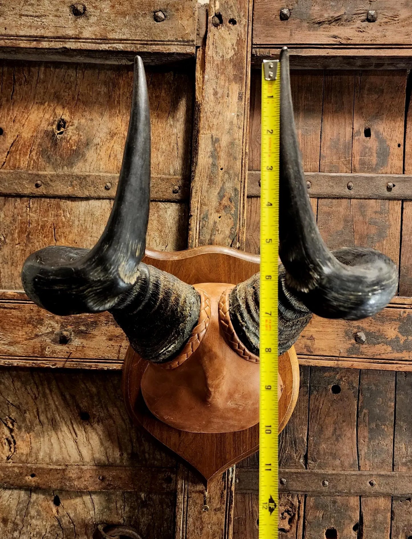 Vintage Hartebeest Horns
