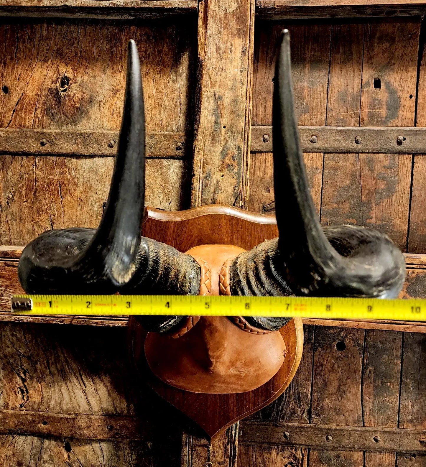 Vintage Hartebeest Horns