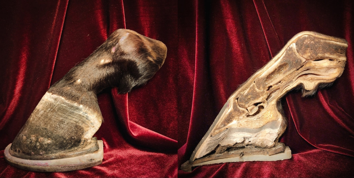 Anatomical Dissection Horse Hoof and Leg