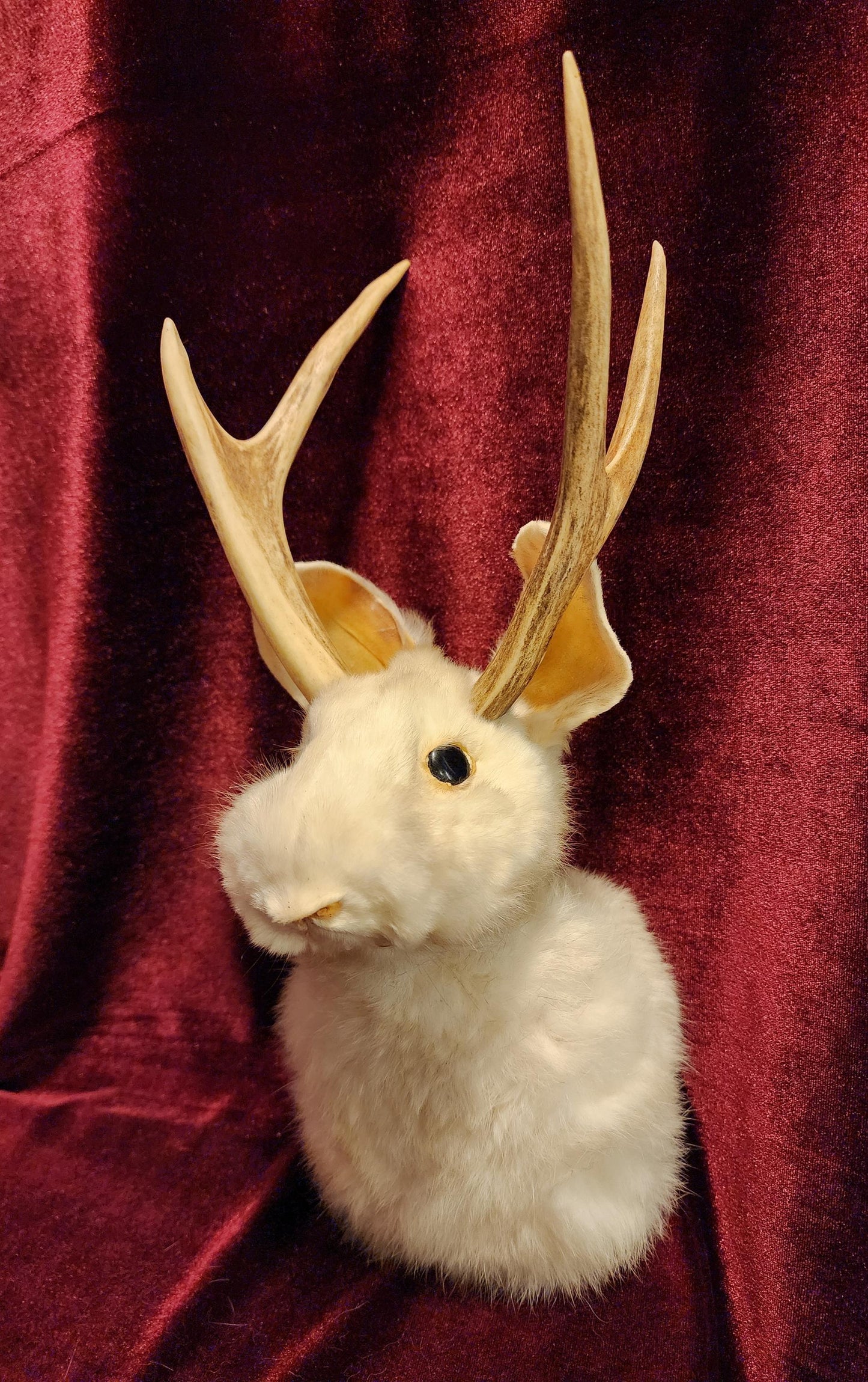 Taxidermy Jackalope