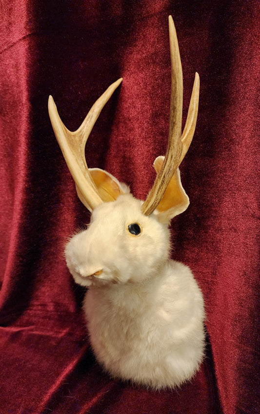 Taxidermy Jackalope