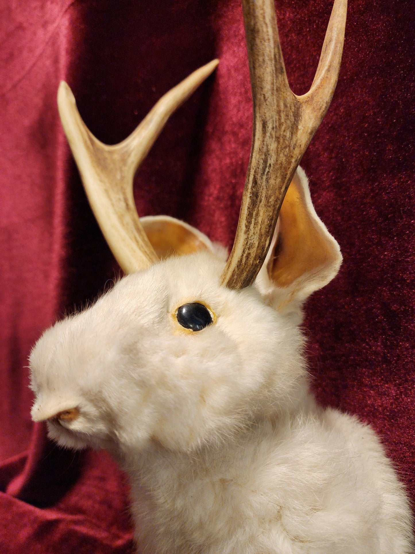 Taxidermy Jackalope