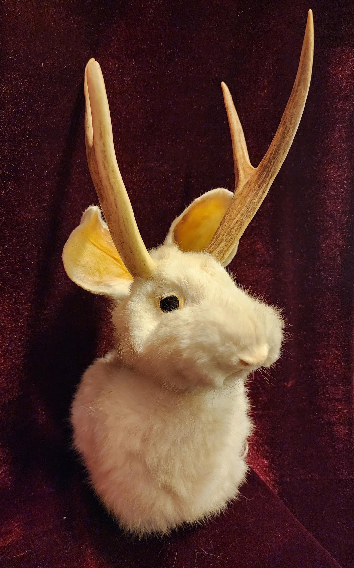Taxidermy Jackalope