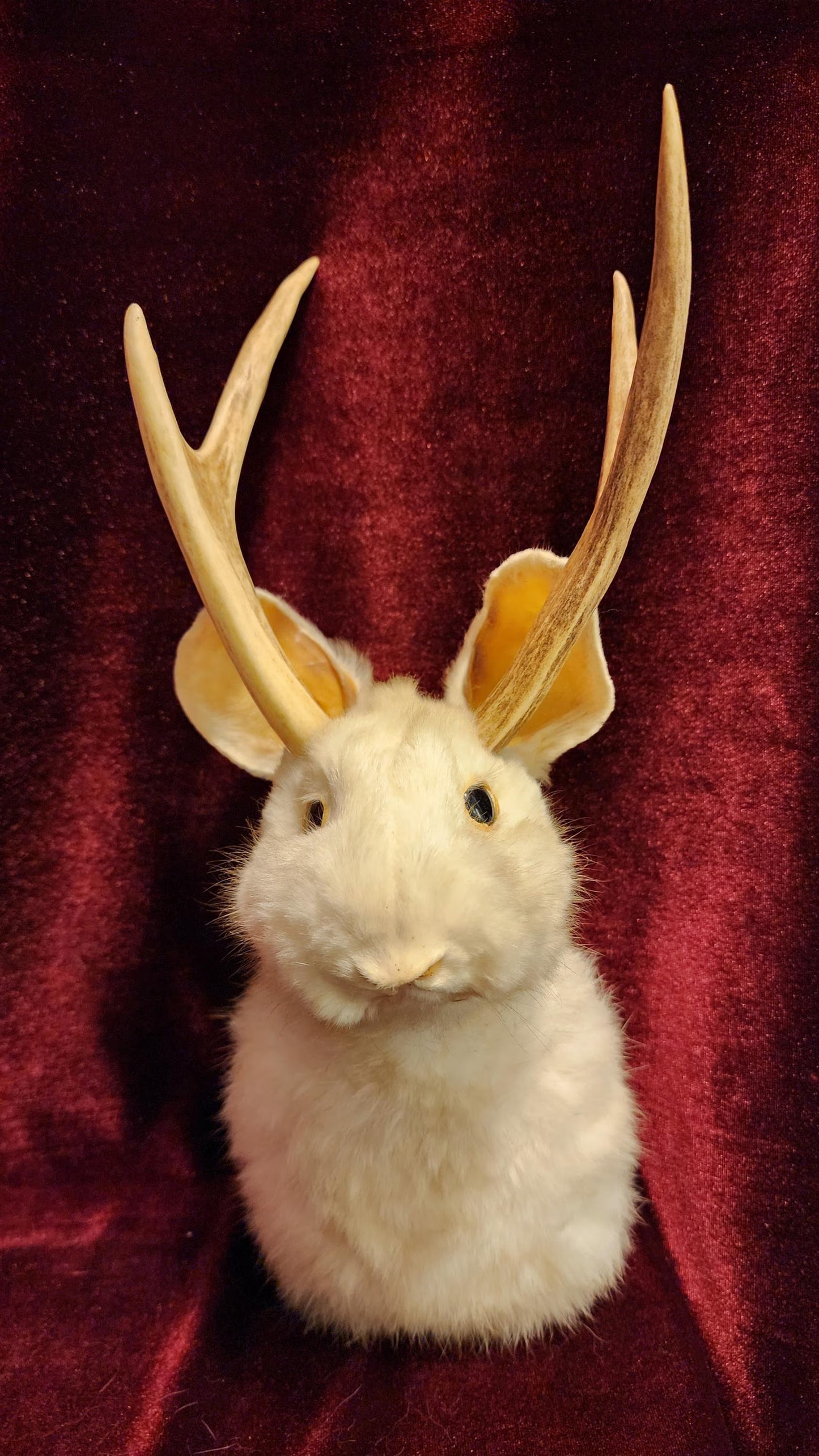 Taxidermy Jackalope