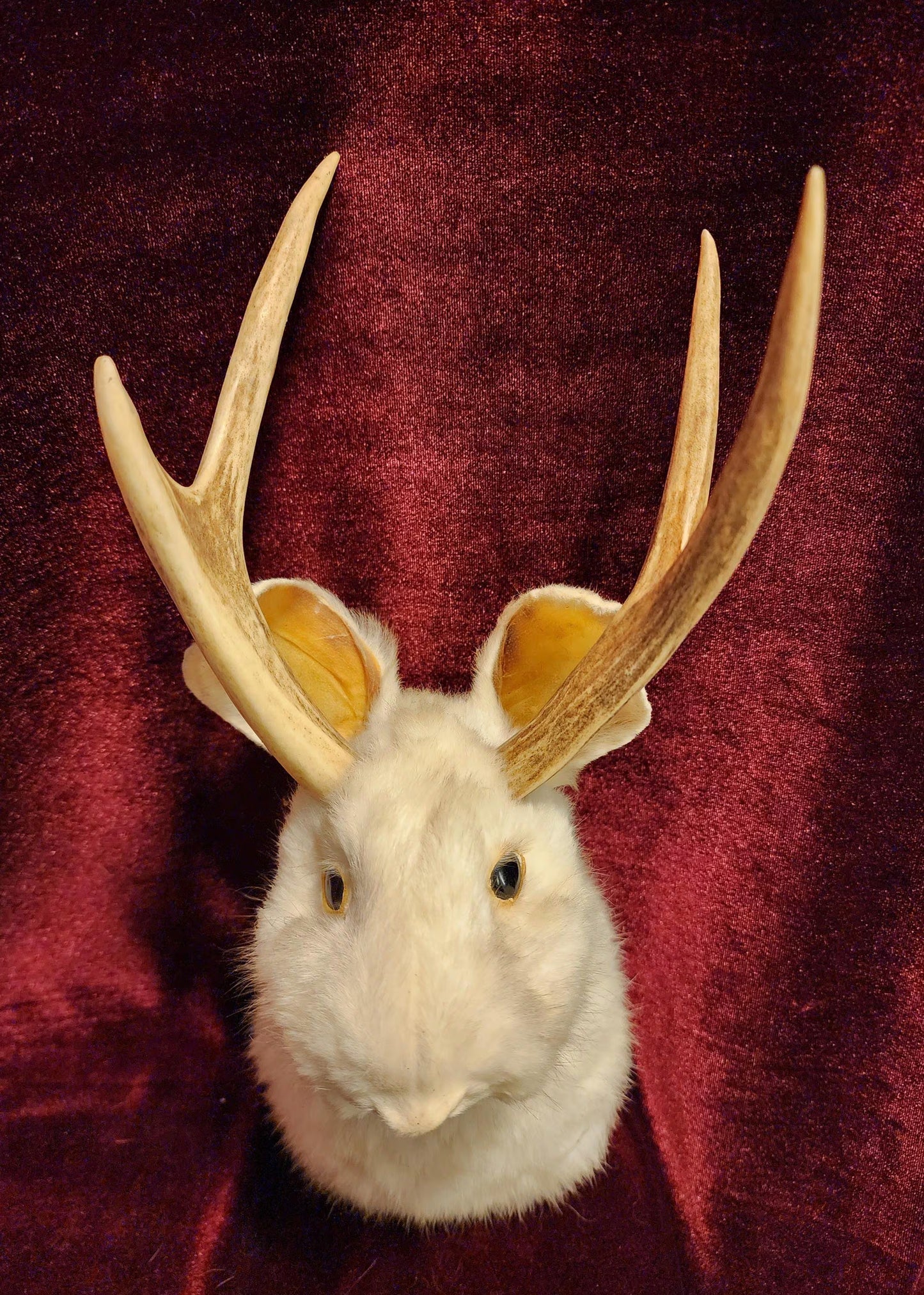 Taxidermy Jackalope