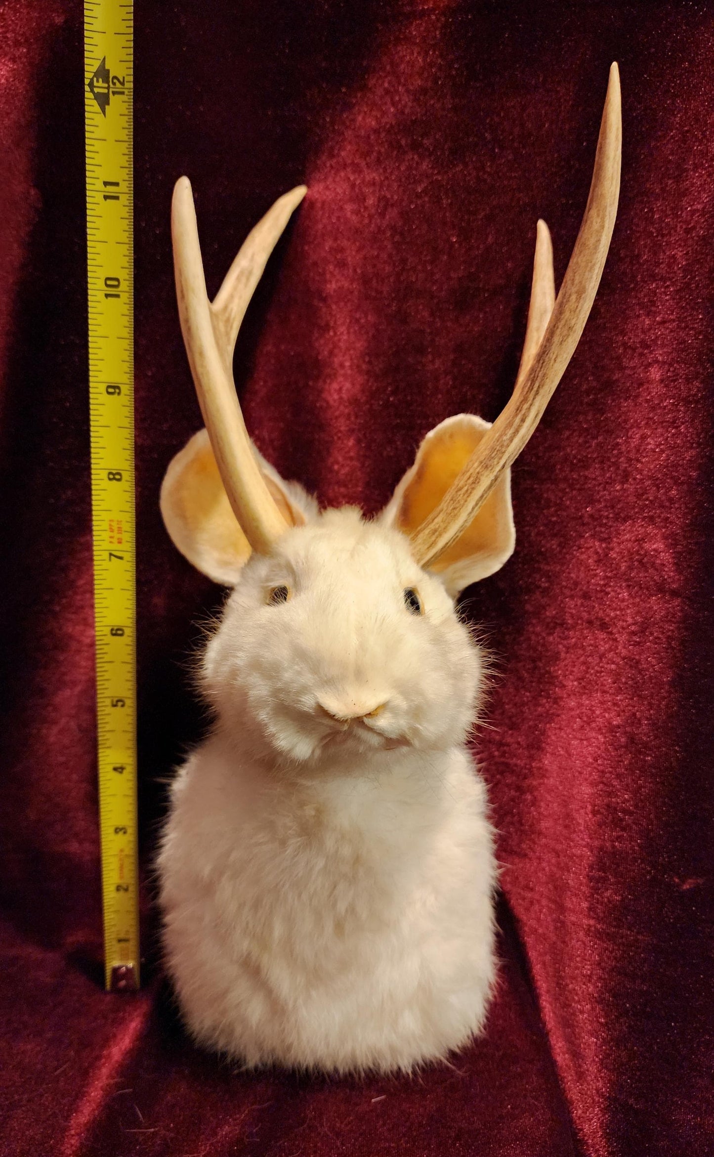 Taxidermy Jackalope