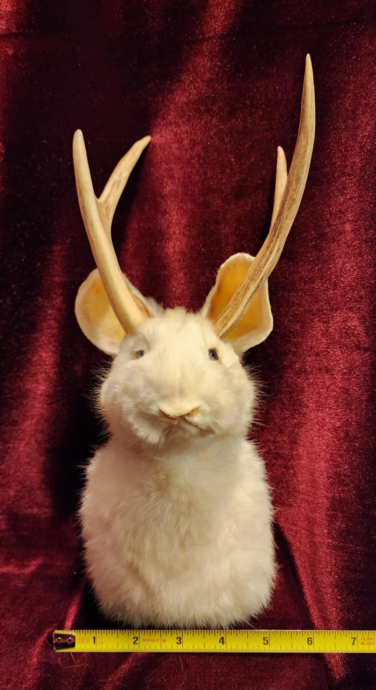 Taxidermy Jackalope