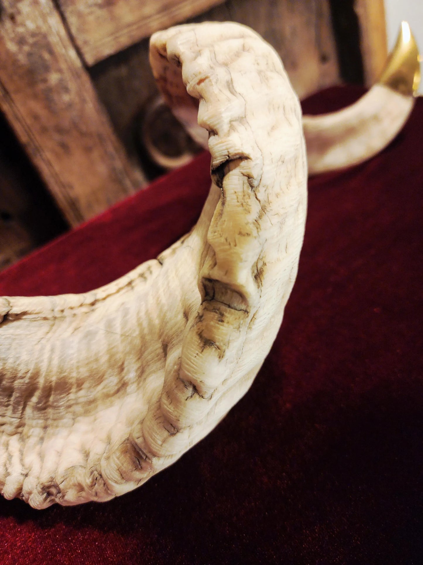 Genuine Ram Horn Candle Holder