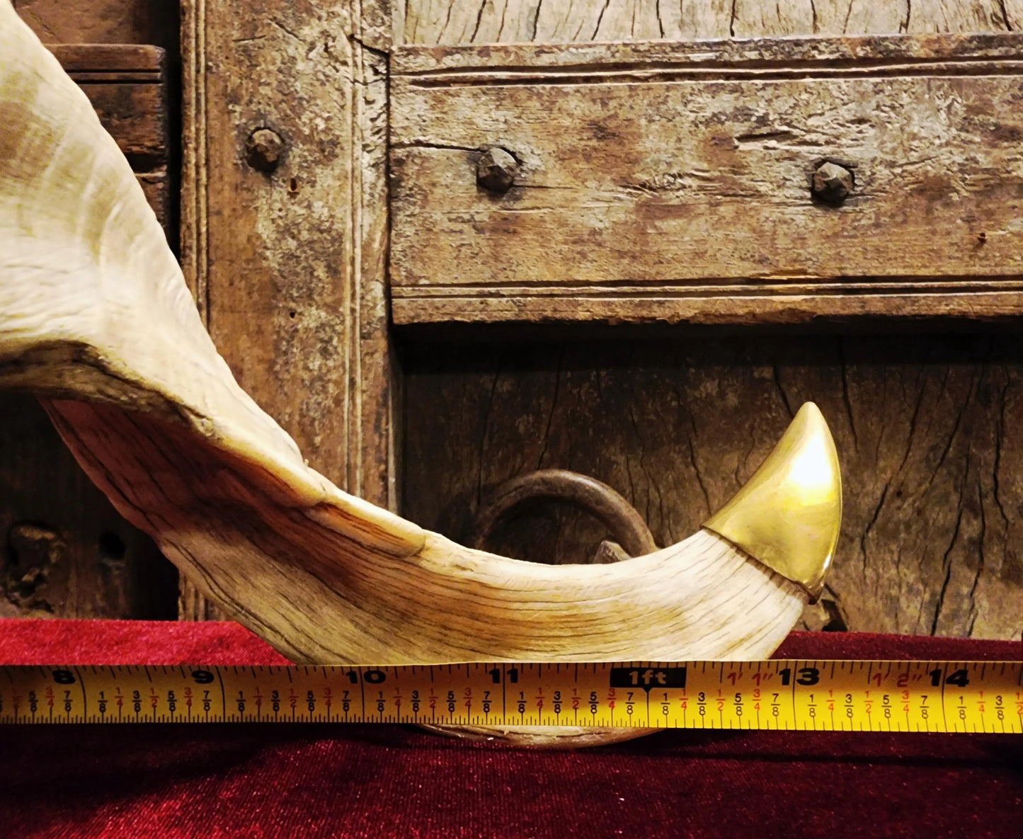 Genuine Ram Horn Candle Holder