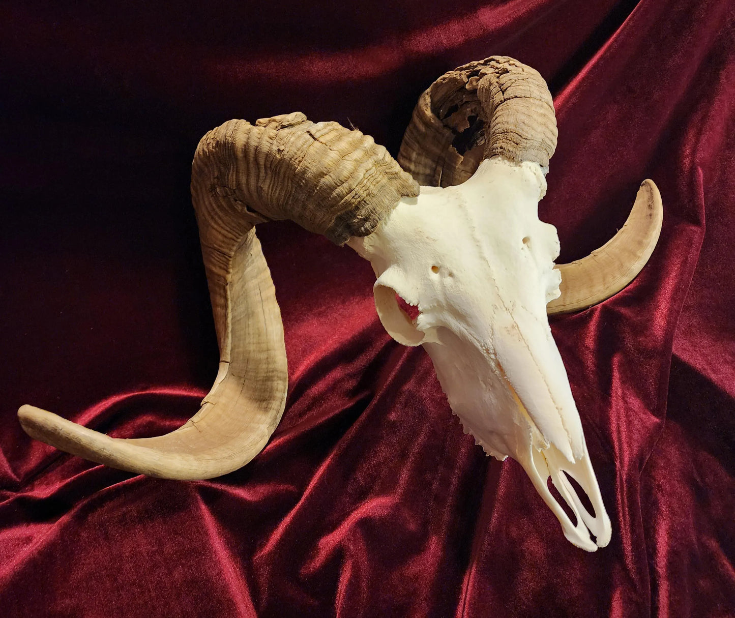 Authentic Ram Skull
