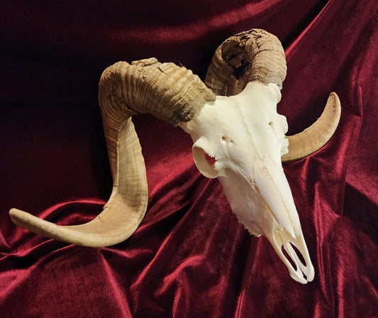 Authentic Ram Skull