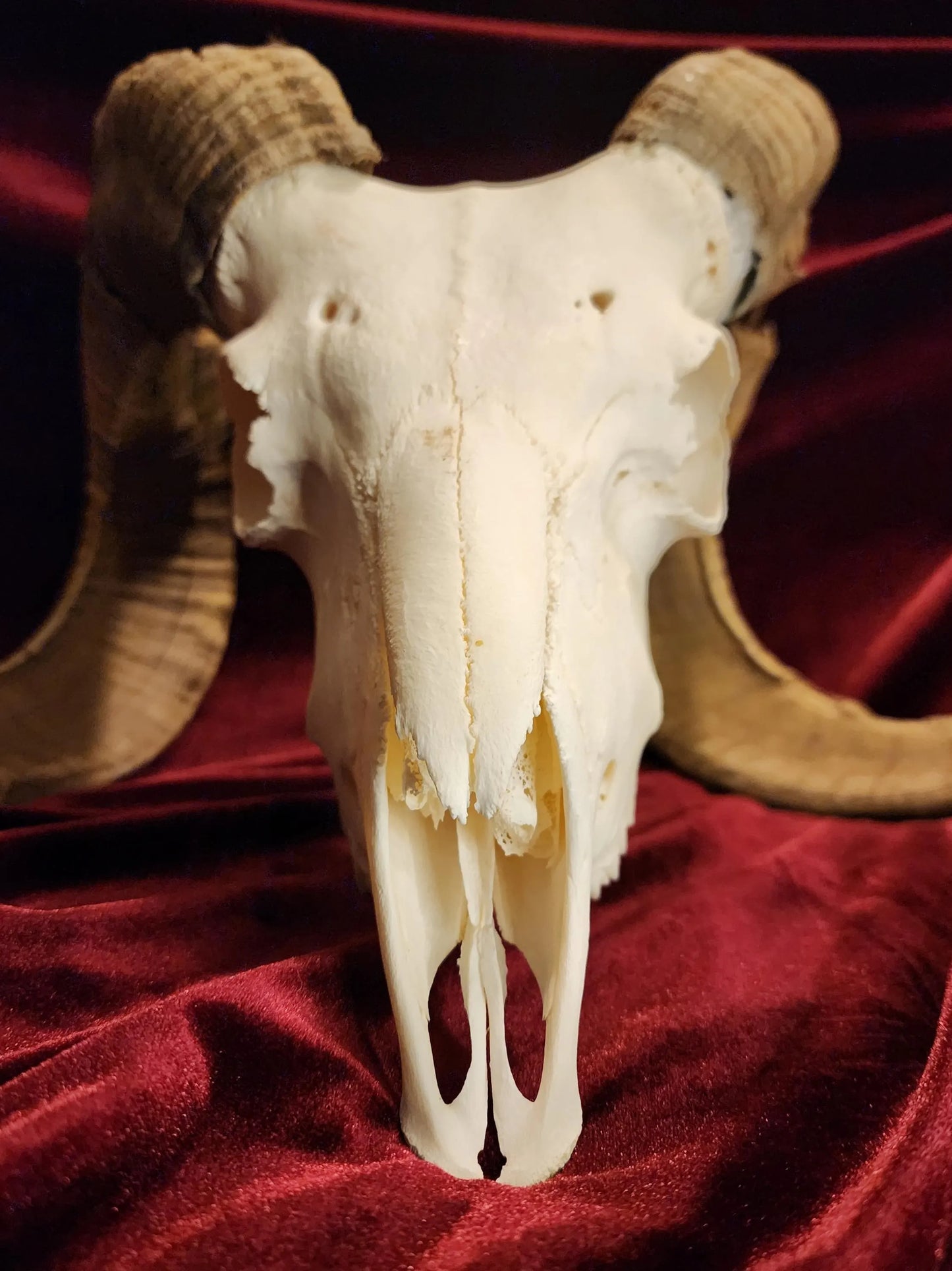 Authentic Ram Skull