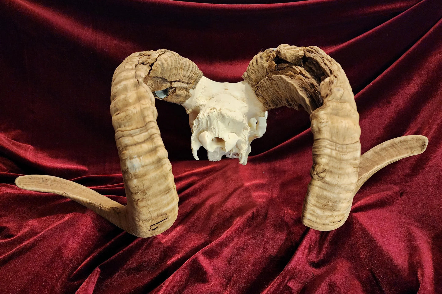 Authentic Ram Skull