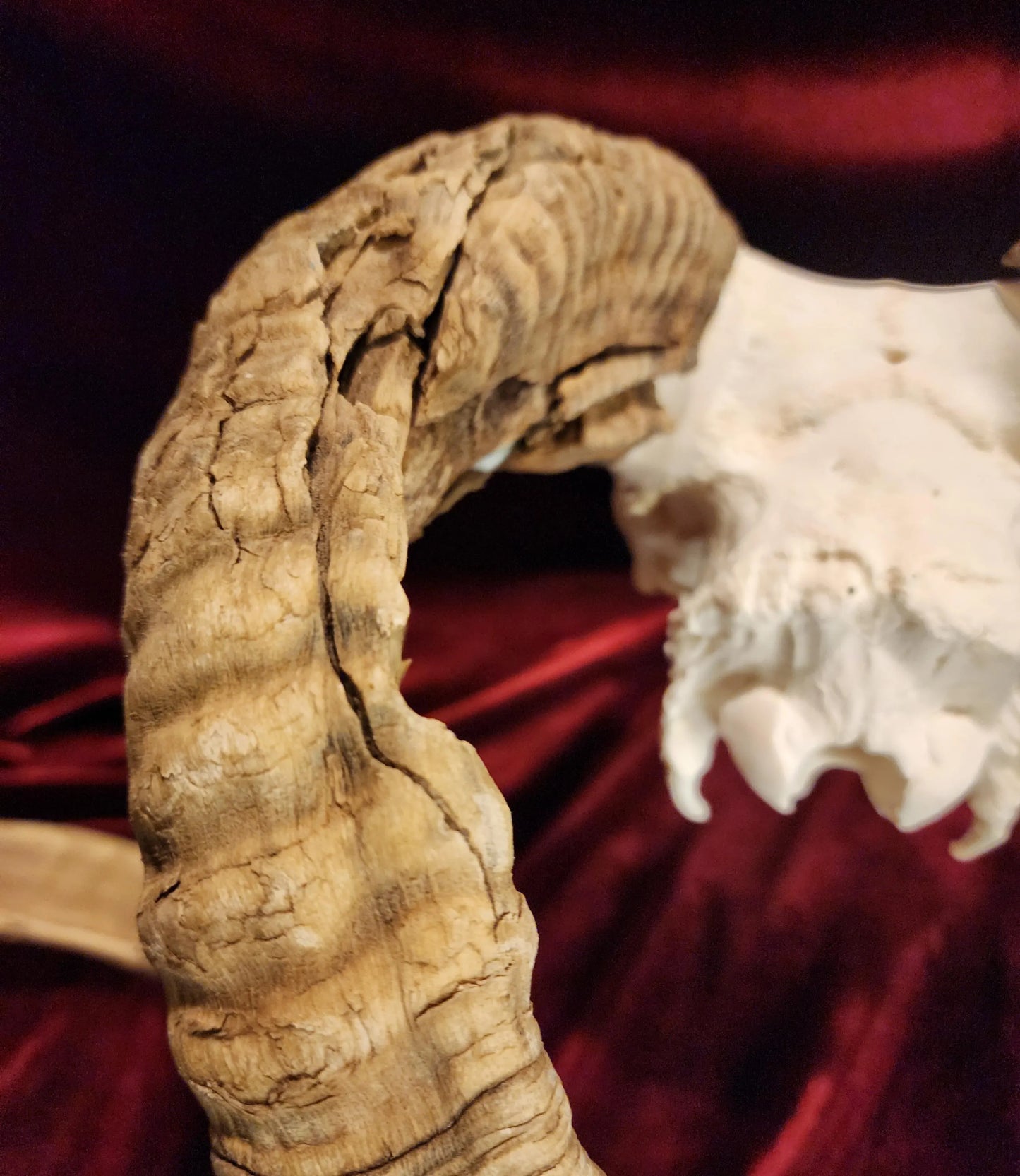 Authentic Ram Skull