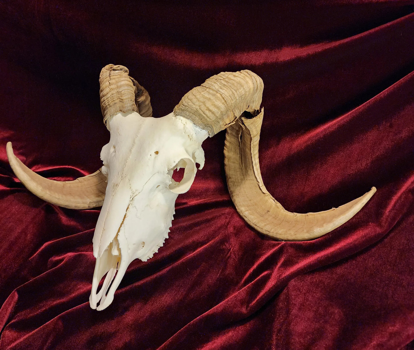 Authentic Ram Skull