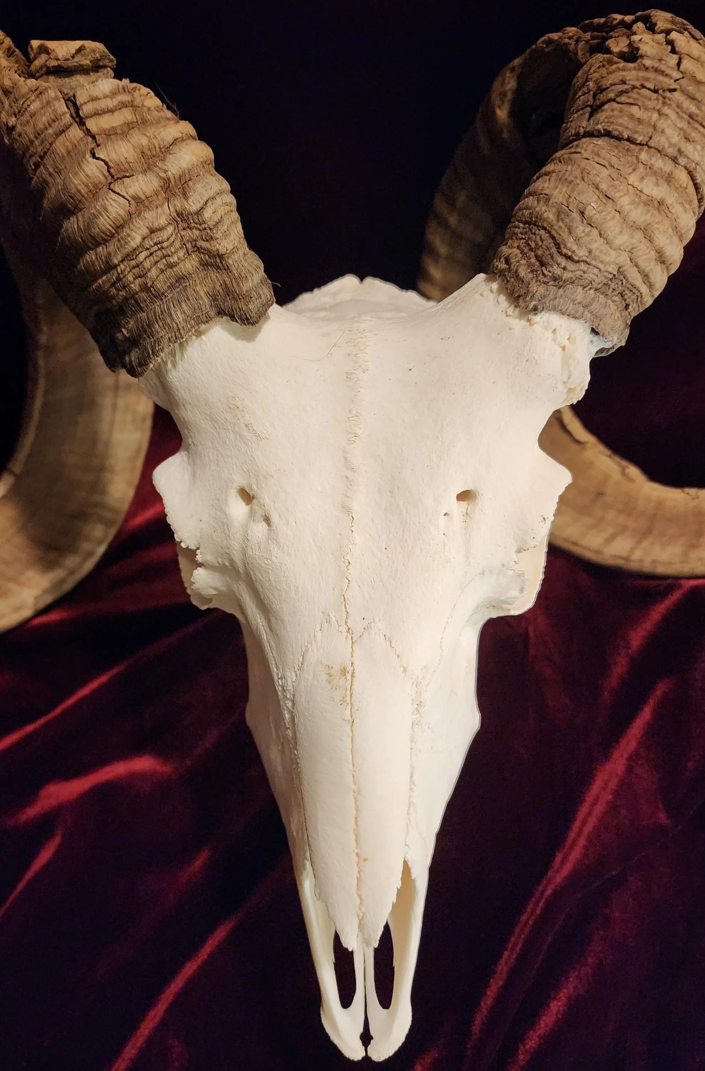 Authentic Ram Skull
