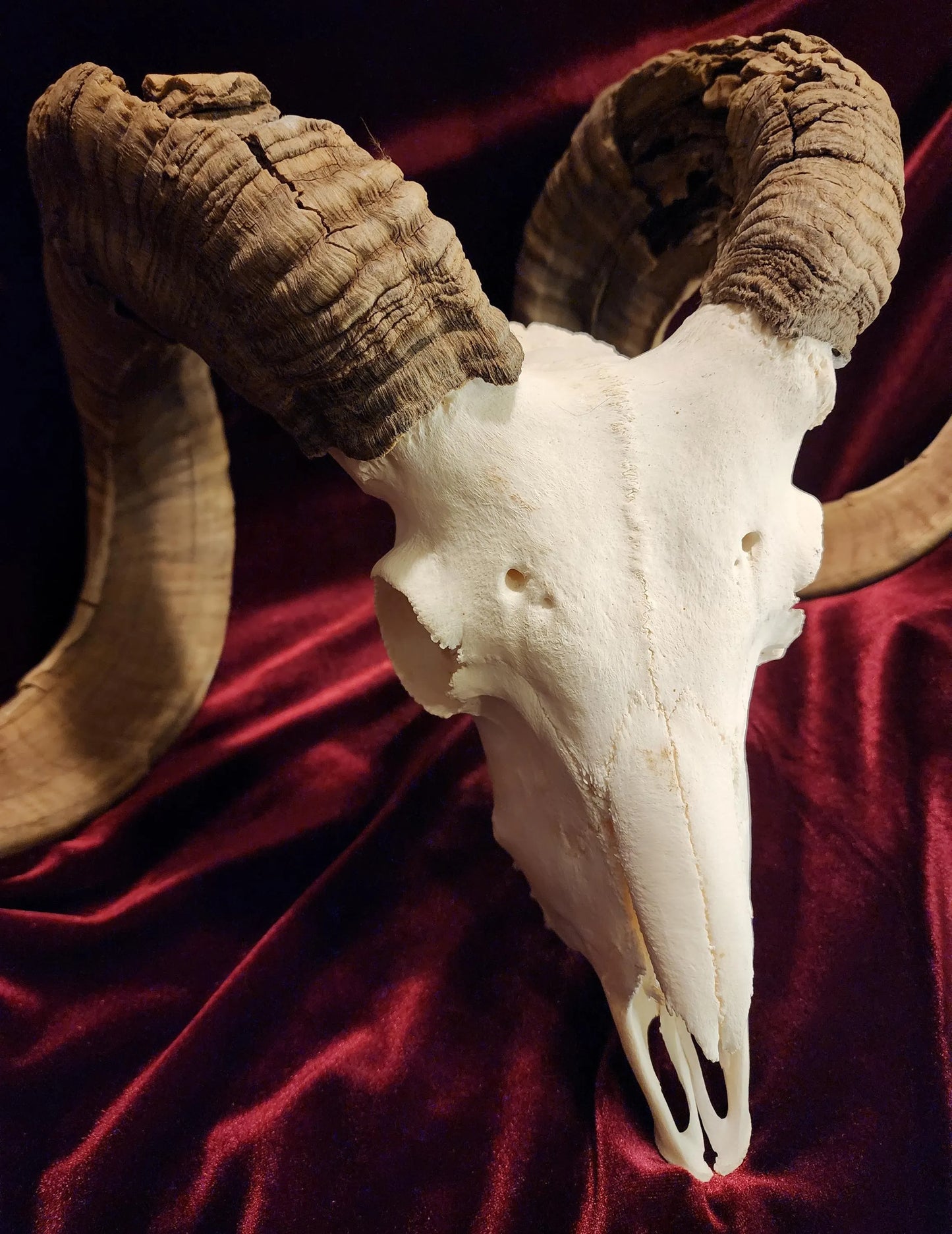 Authentic Ram Skull
