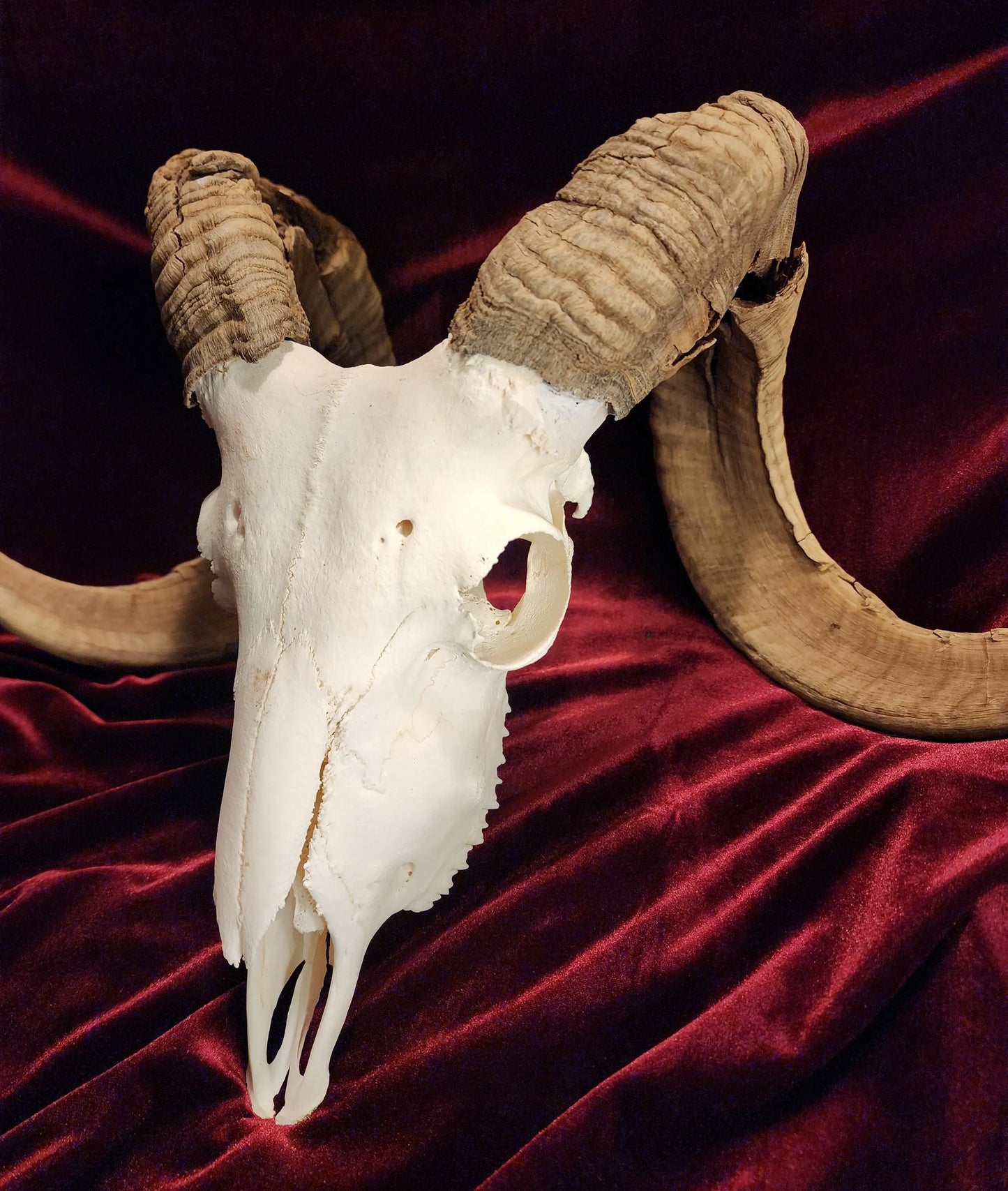 Authentic Ram Skull
