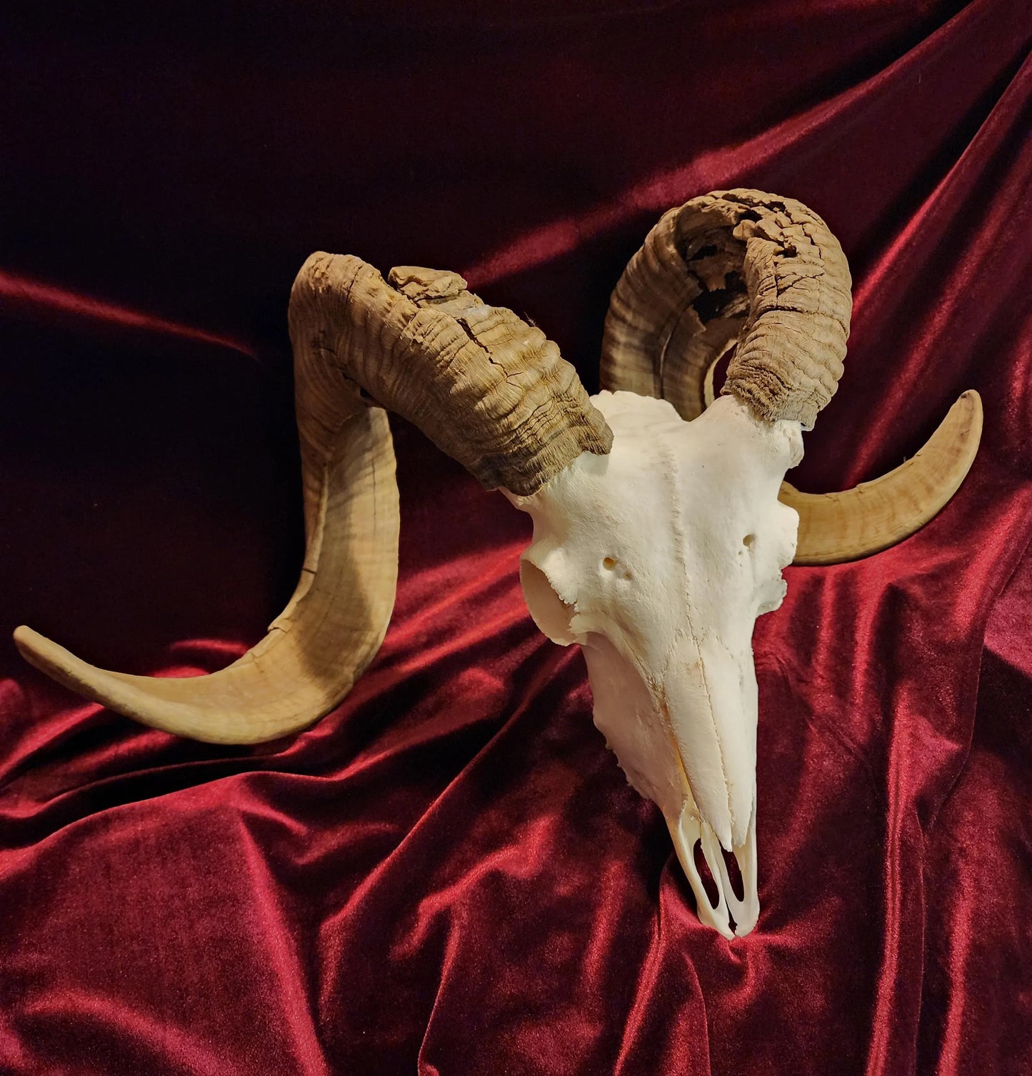 Authentic Ram Skull