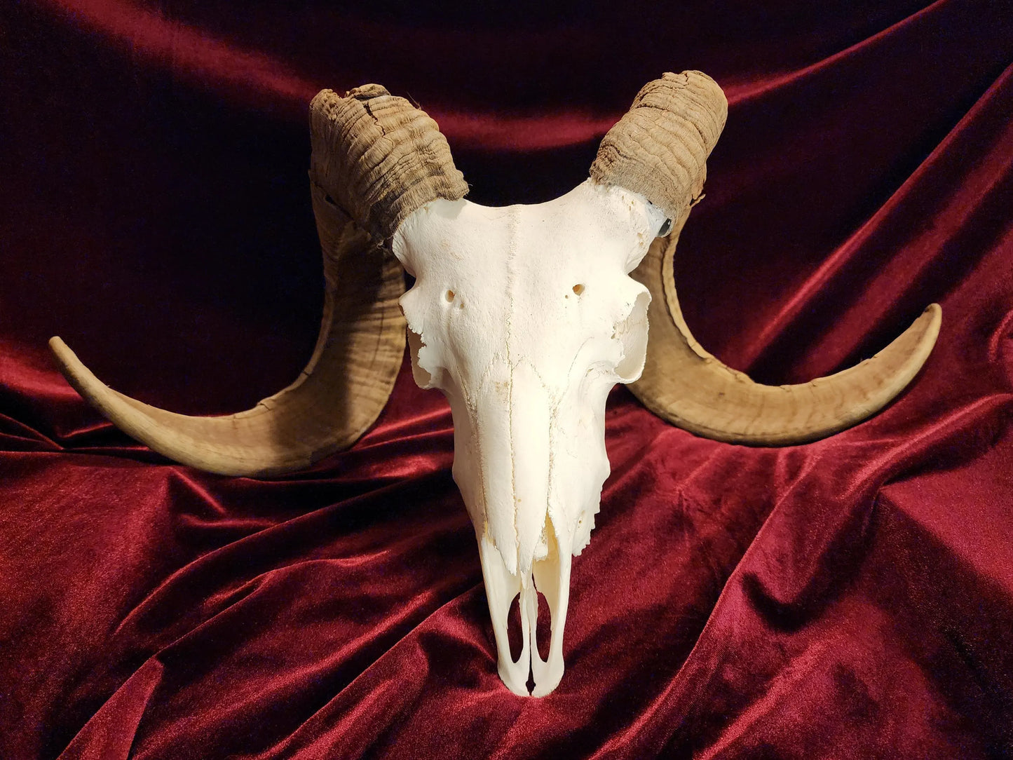 Authentic Ram Skull