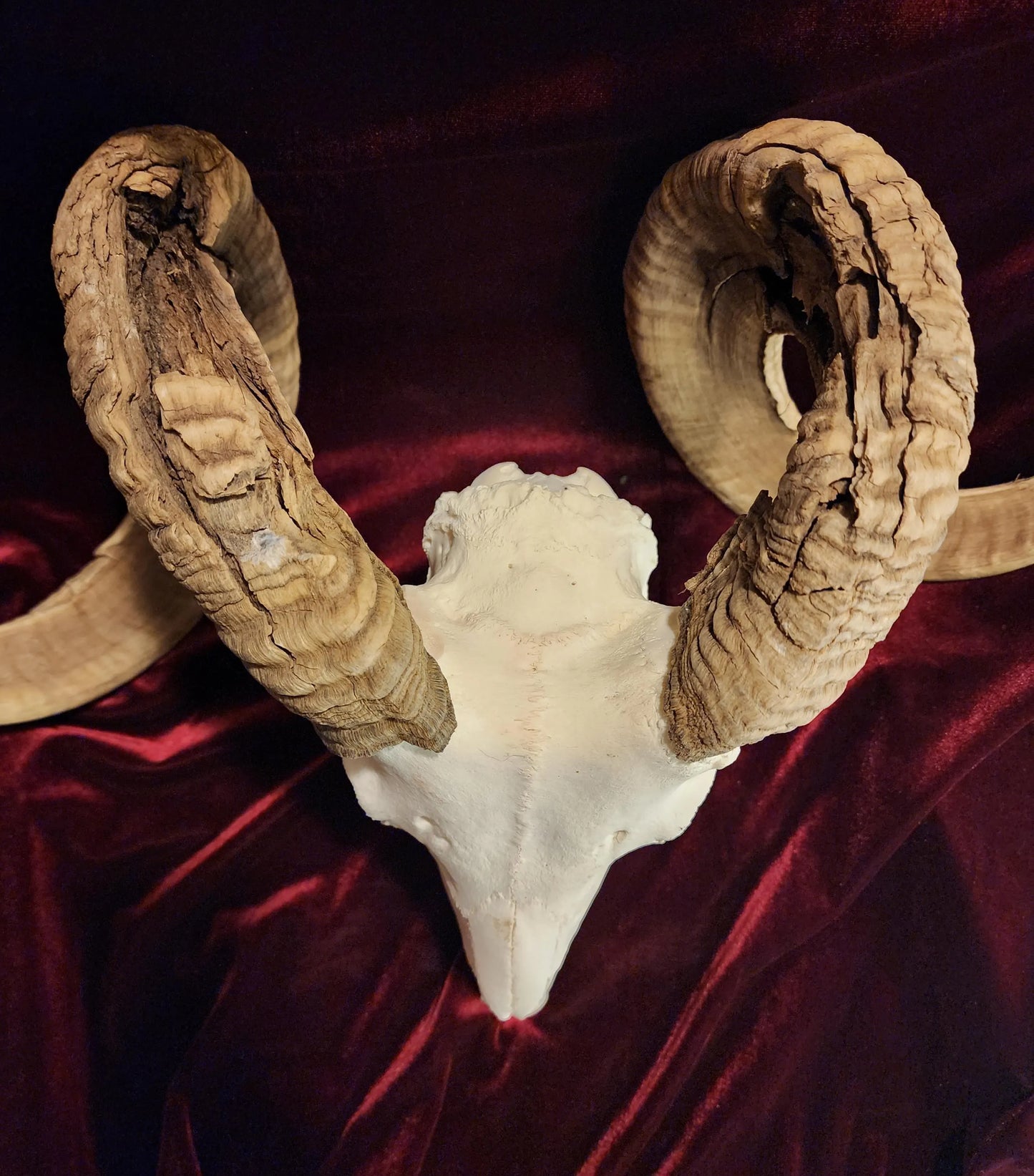 Authentic Ram Skull