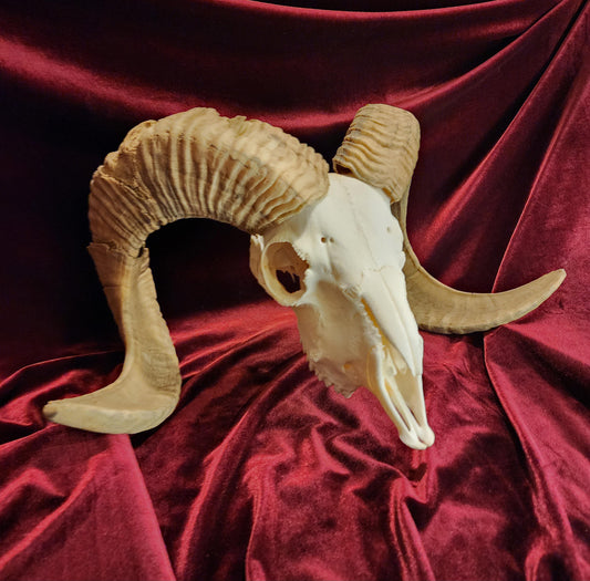 Authentic Ram Skull