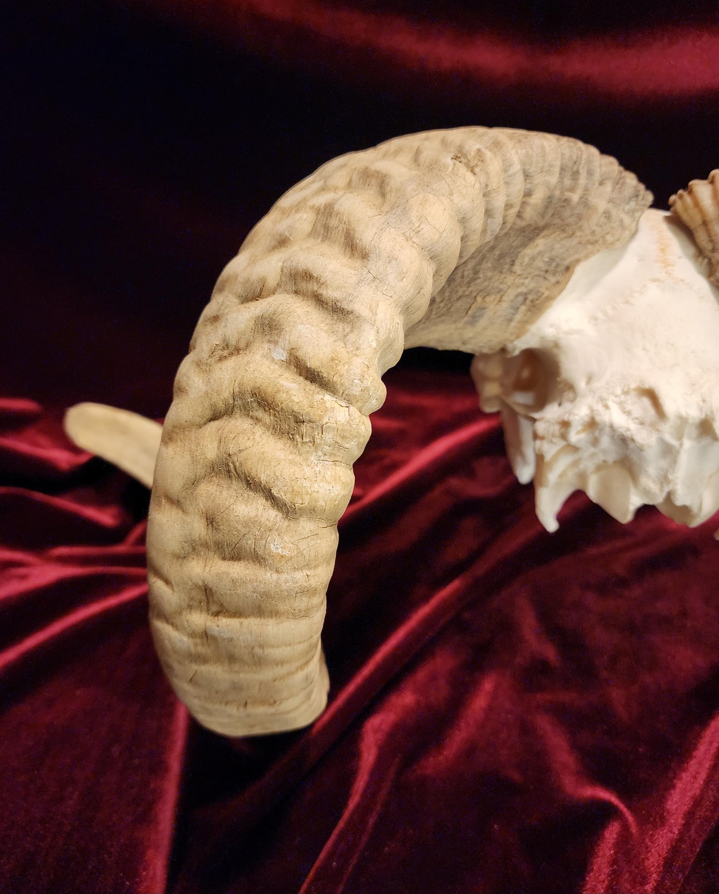 Authentic Ram Skull