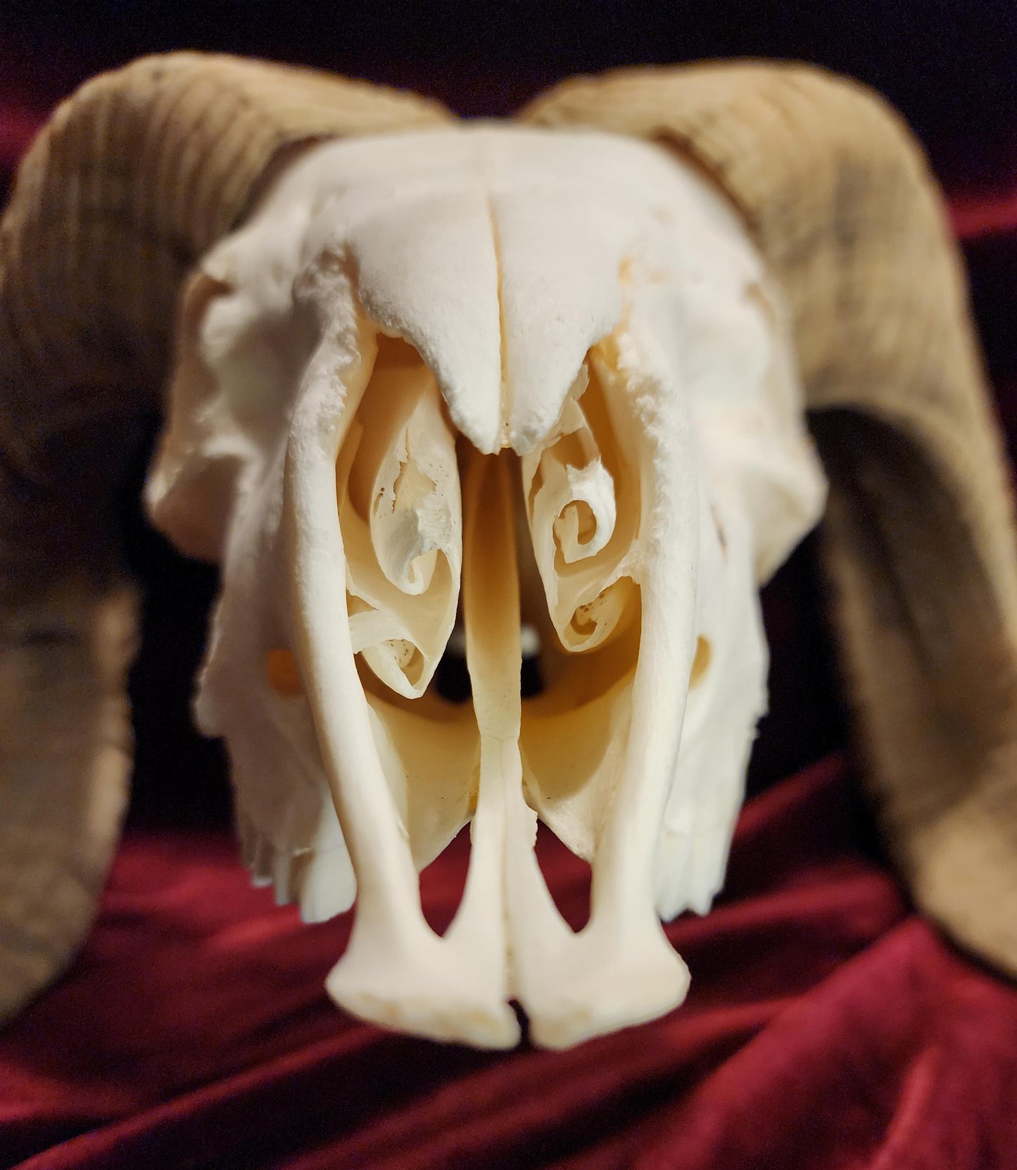 Authentic Ram Skull