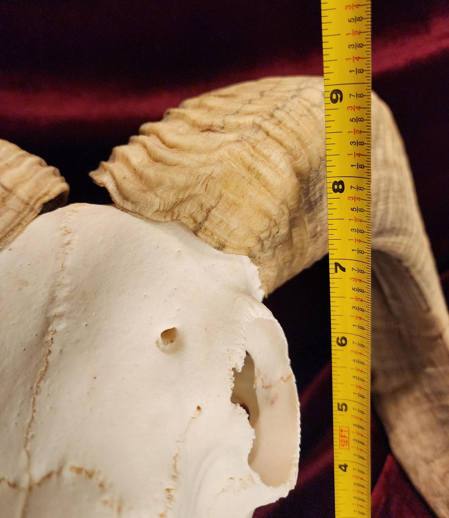 Authentic Ram Skull